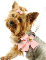 a girly yorkie with a ribbon